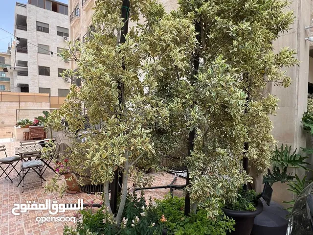  نباتات وزهور وأشجار زينة بحالة ممتازة