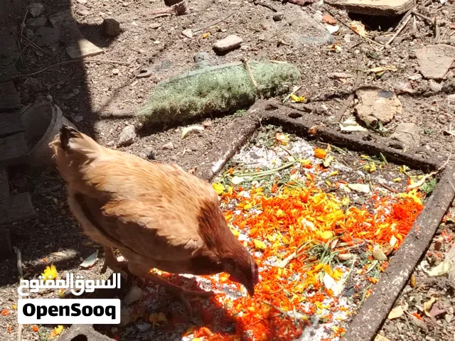 دجاج مع بشوش للبيع  اقرى الوصف قبل لاتراسل