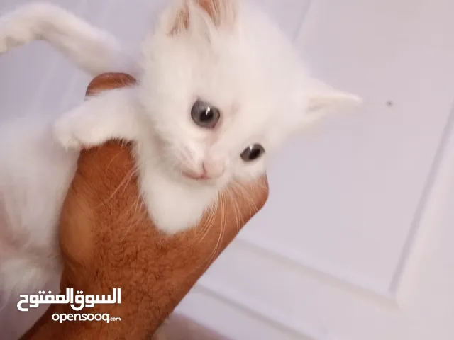 قطط اثني للبيع عمر شهر و 10 يام