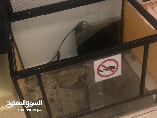 2 turtle with cages
