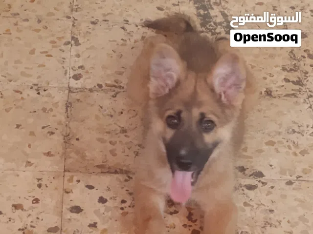 كلب جيرمن للبيع
