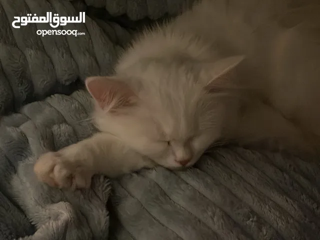قطه شيرازيه مع أغراضها