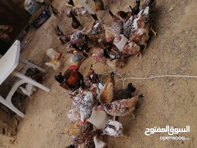 دجاج عربي زهري للبيع