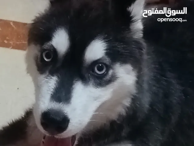 ارخص جرو هاسكى بمواصفات عالية
