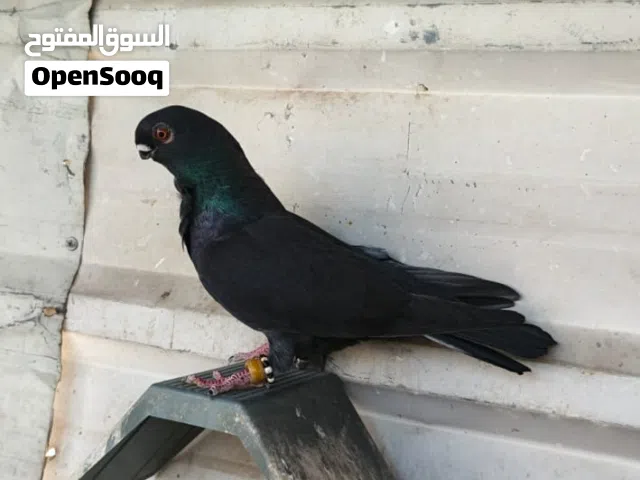 متاح مخاليف طيور مطير