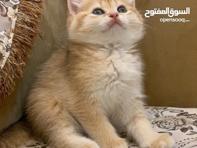 سكوتش ستريت بسعر مغري للتواصل ارسال رسالة
