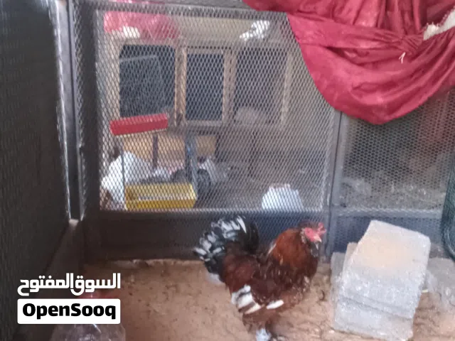 فروج سلطان زهري درجه اولي