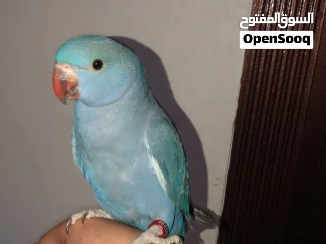 دره ملونه للبيع او البدل بما يناسب
