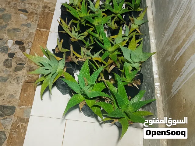 شتلات نبات الاوليفيرا الطبية