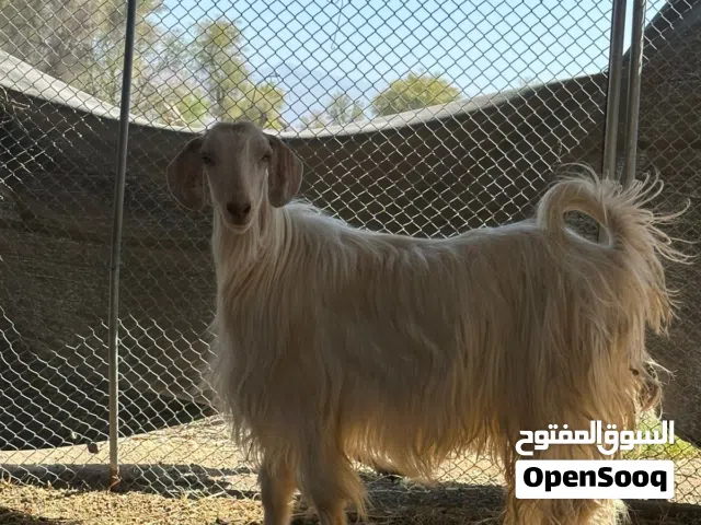 تيس اضحيه للبيع