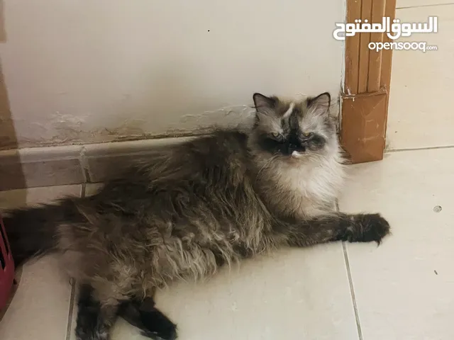 Himalayan & Persian cat for adoption