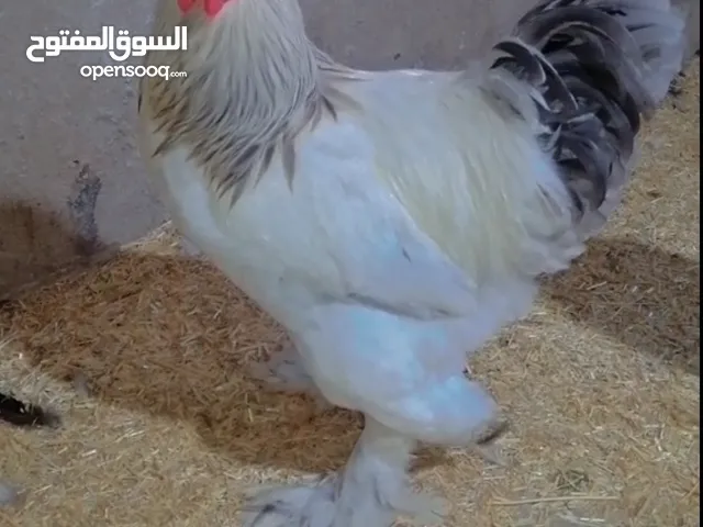 برهما عملاقة مستوا كويس ما شاء الله تبارك الله