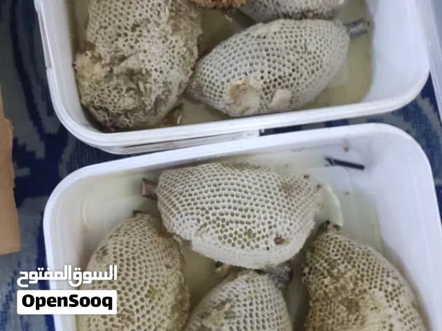 عسل بری موجود