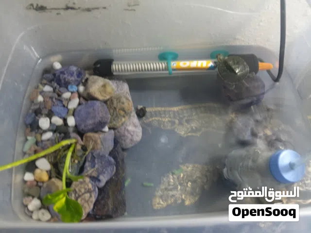 سلحفاه برمائيه للبيع