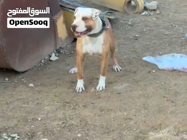 كلب بيتبول وانثى العمر سنه ونص  الانثى معشره