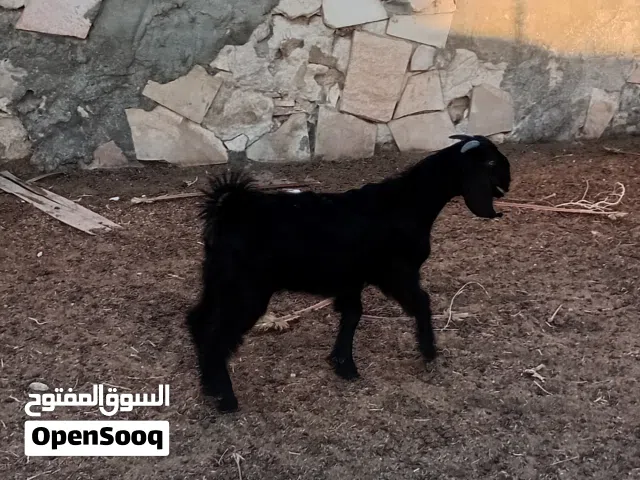 جديان وسخلات
