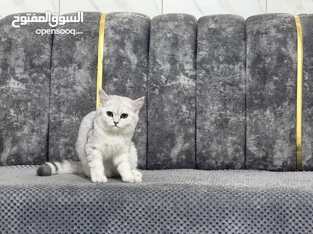 قط بريطاني سكوتش ستريت شعر قصير لون ثلجي للبيع