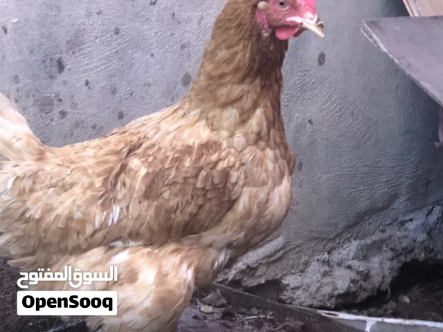 دجاجه بلديه