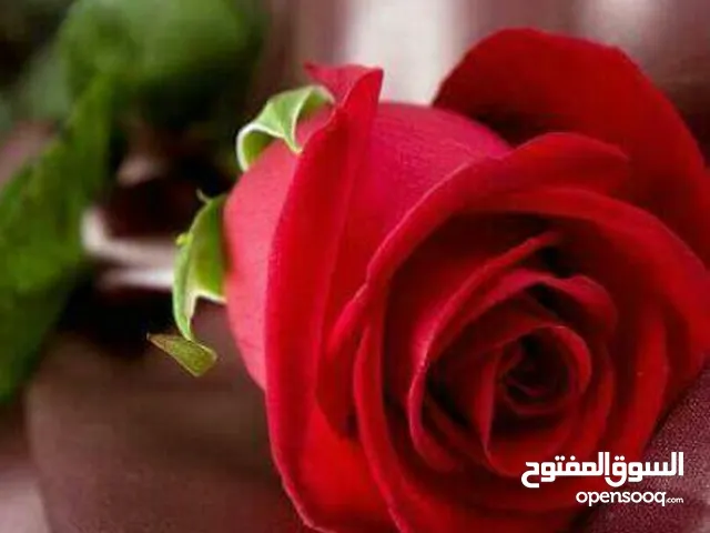 متصل بالإنترنت