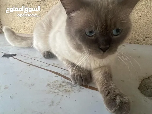 قطط للبيع متاحه يوجد لدينا توصيل