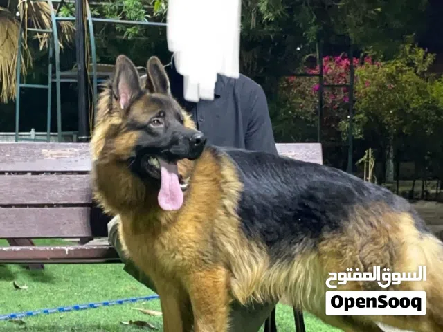 جيرمن شبرد كنج سايز مستوى قوي ضخامه