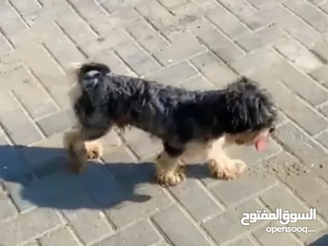 i want to sale my dog