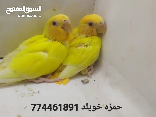عشاق الذهب الاصفر ، باقي 3 حبات قريب الفطام اليفن جداً جداً.