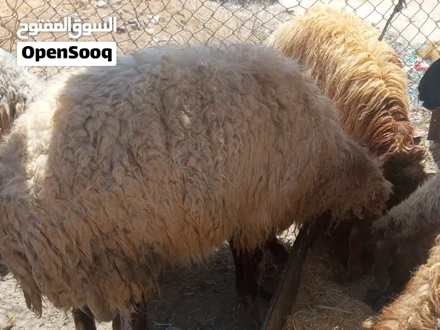خروف بلدي اضحيه كامل الوصفات