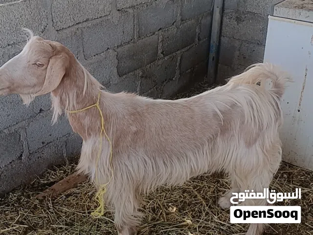 صخل جامودي