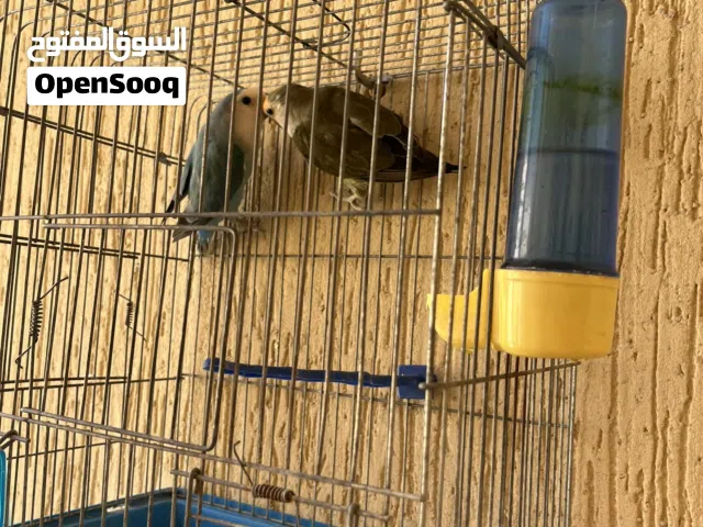 اقرأ وصف كوبيه ربي يبارك