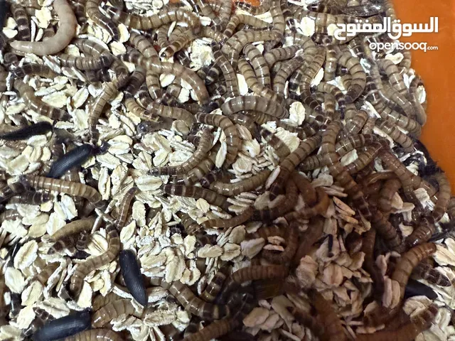 للبيع دود حي (سوبر ورم )