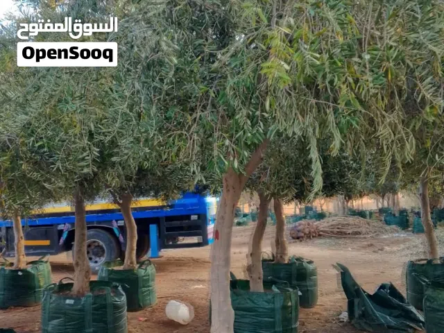 مقاول زراعه نخل اشجار زيتون