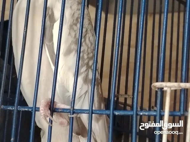 نتايه كوكتيل فرنساوي