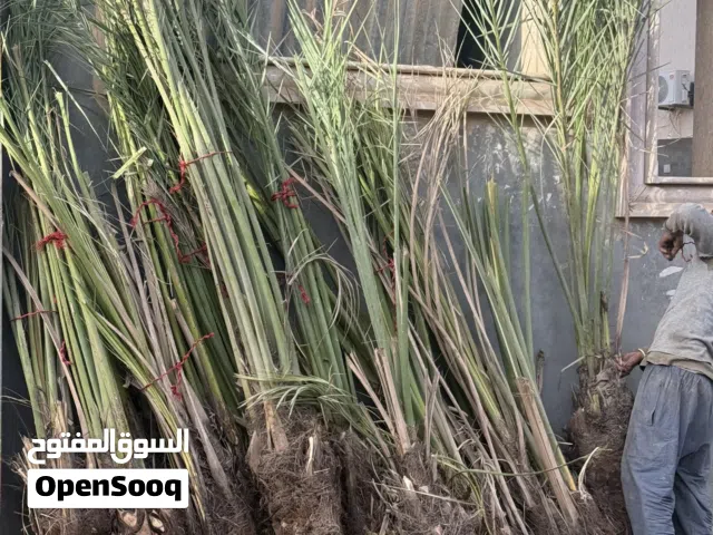 6 نخلات و 27 جبارة للبيع مستعجل