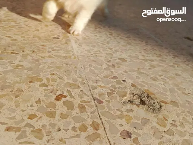 كل ملتيز جمل وجميل ومسلي