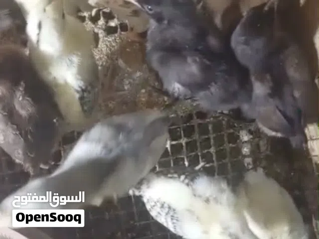 يسعد أوقاتك بكل خير موجود صيصان بلدي وفيومي عمر 16 يوم تقريبا بصحه ممتازه بفضل الله تعالى