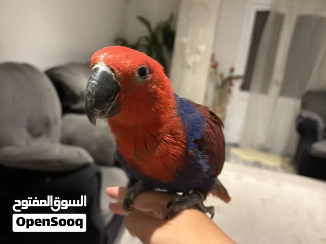 بغبغان اكليكتوس للبيع أو تبديل