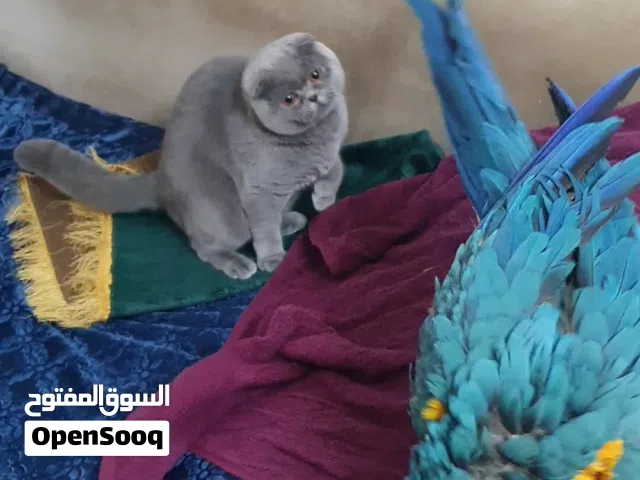 أنثى سكوتش فولد رقم واحد العمر سنة