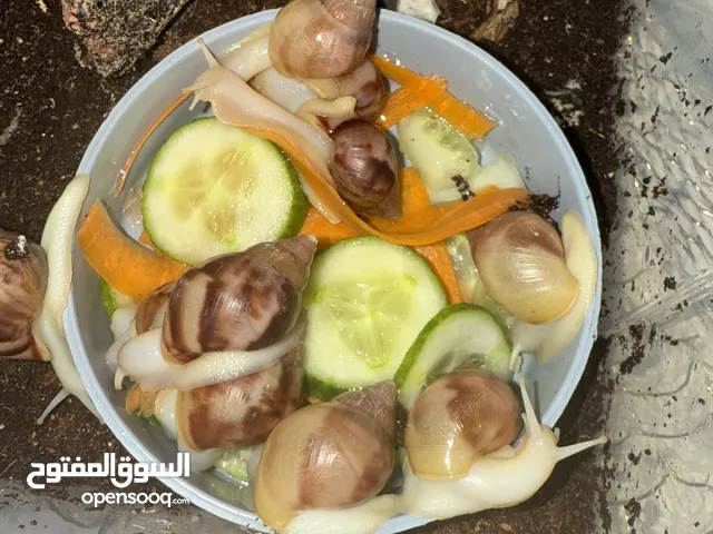 للبيع 10 حلزونات عمر 5 شهور و 3 حلزونات عمر 8 شهور مع بوكس كبير وتقريباً 3-2 عظم حبار السعر 275