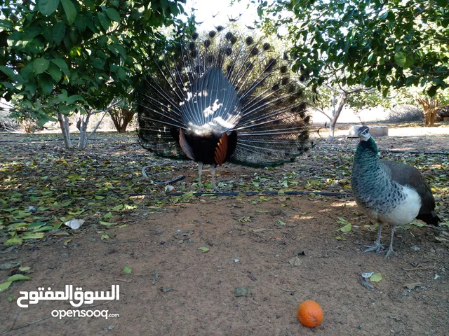 طاوس للبيع 0 عندي مجموعة