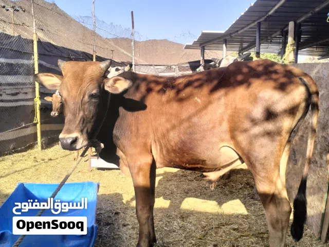 عجل   سمين فول للذبح او تربيه