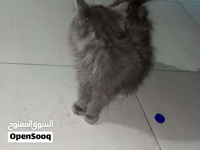 قط     شيرازي قزم