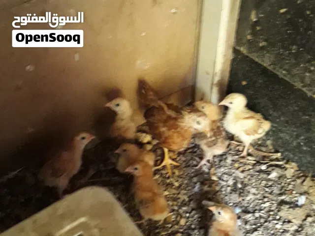 سلام عليكم اقراء الوصف