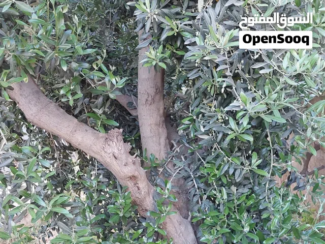 أشجار زيتون مثمرة معمرة