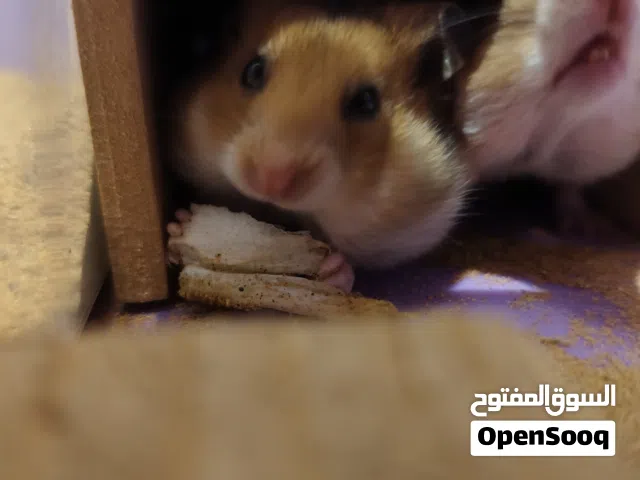 هامستر سوري