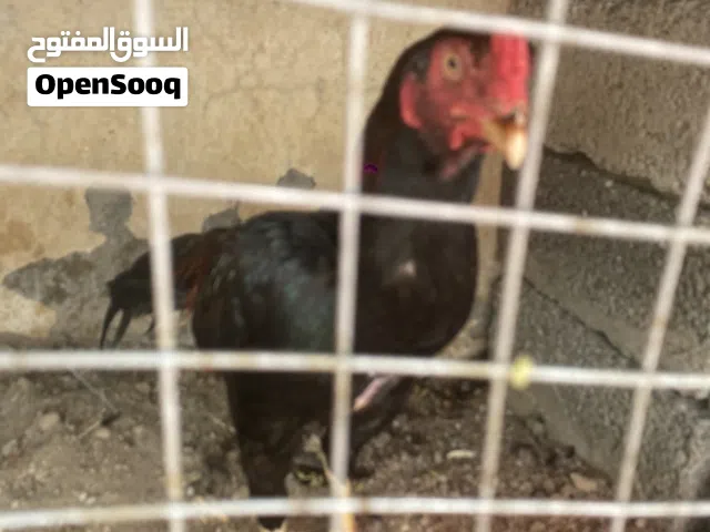 السلام عليكم ورحمة الله ديك جاو