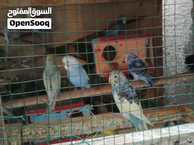 طيور الحب بيهن رينبو خط اول كلهن شعل وبيهن عاديات البيع الشراي يجي واتساب