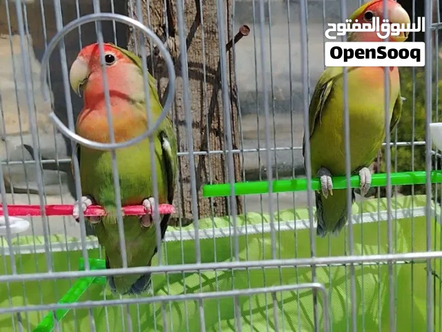 جوز روز لون مميز للبيع بسعر مغري