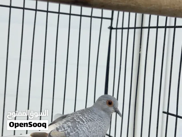 يمام الماسي
