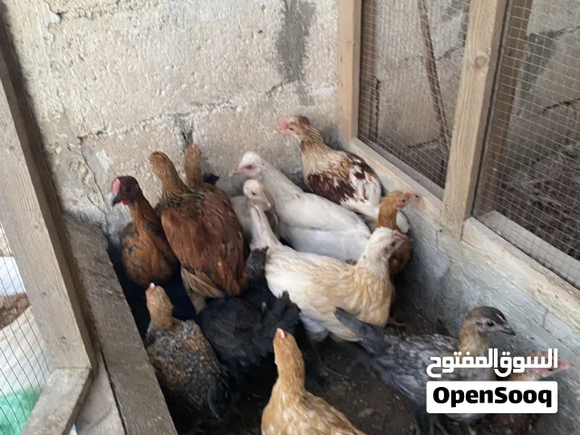 للبيع 17 حبه اعمار من شهرين و نص ل 3 و نص